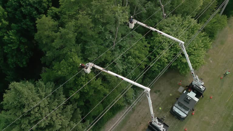 How Our Tree Care Process Works  in Oildale, CA